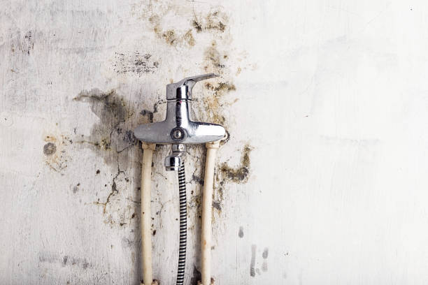 Best Certified Mold Removal  in Rumson, NJ