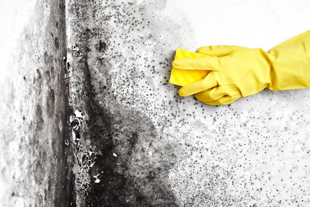 Mold Testing and Removal in Rumson, NJ