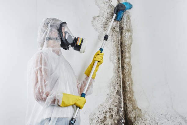 Best Mold Remediation  in Rumson, NJ