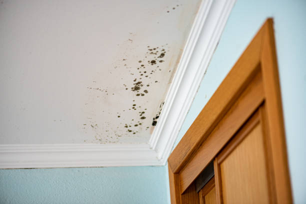 Best Mold Cleaning Services  in Rumson, NJ