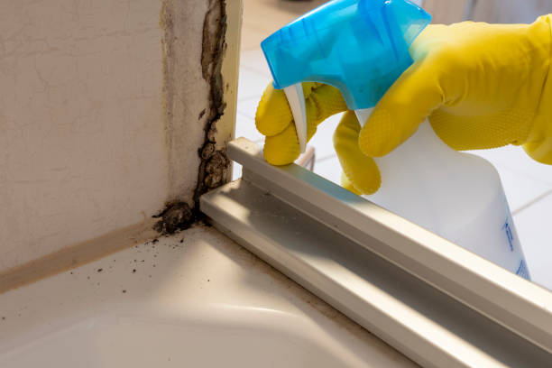 Best Local Mold Removal Service  in Rumson, NJ