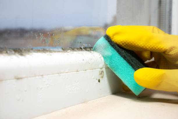 Best Commercial Mold Removal  in Rumson, NJ